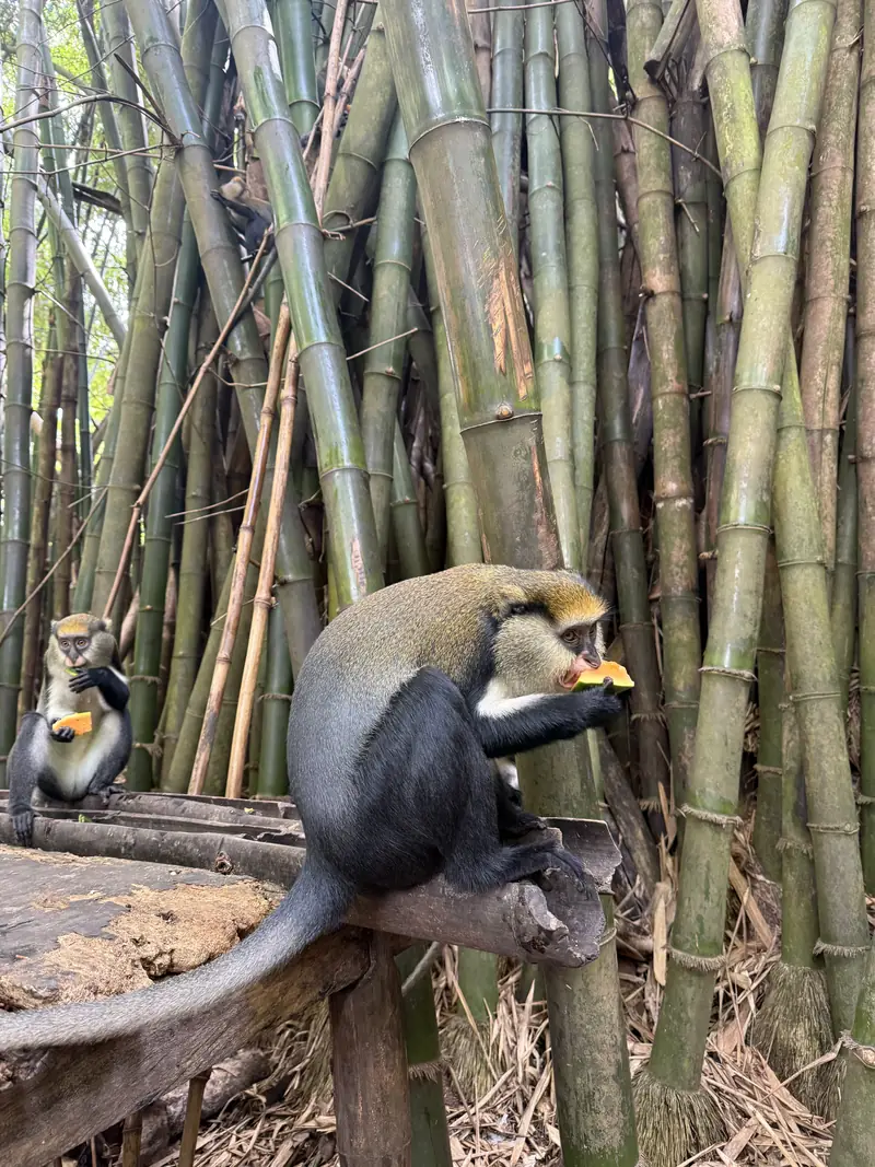 A mona monkey eating a banana among bamboo stems