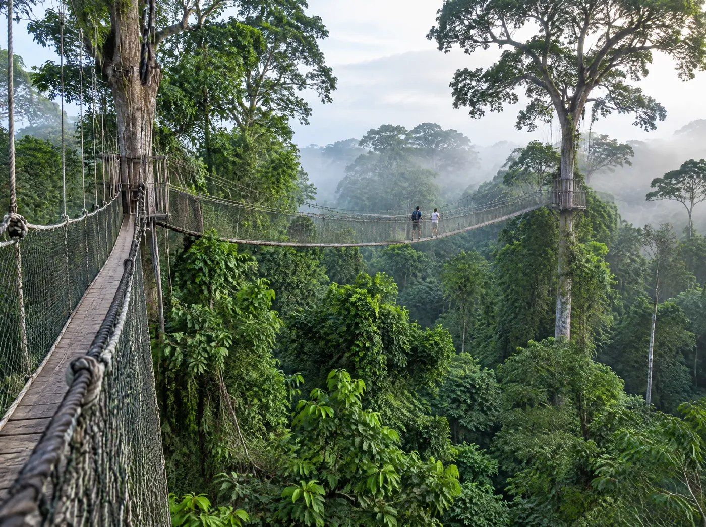 A rope canopy walkway strung between tall trees in a tropical forest